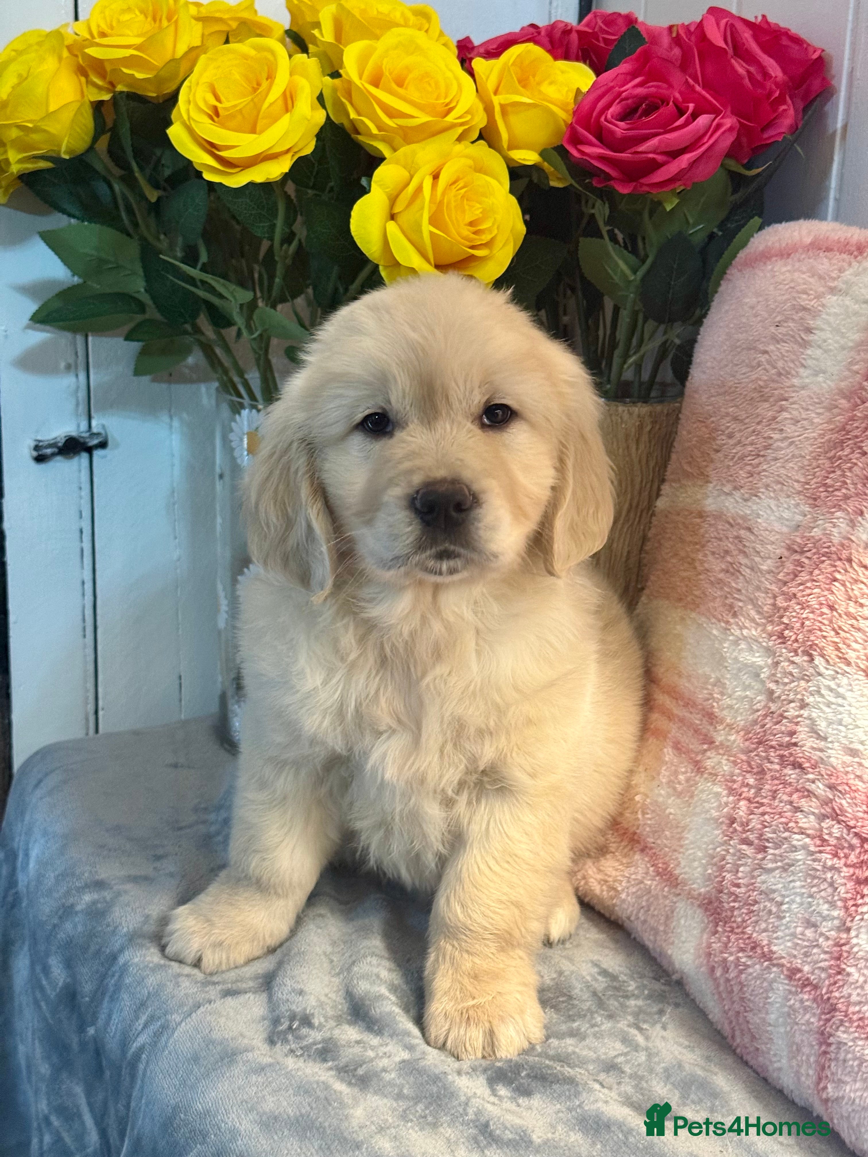 Golden Retriever dogs 8 kc reg gorgeous cream golden retriever puppies  - Advert 6