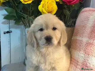 Golden Retriever dogs 8 kc reg gorgeous cream golden retriever puppies - Advert 14