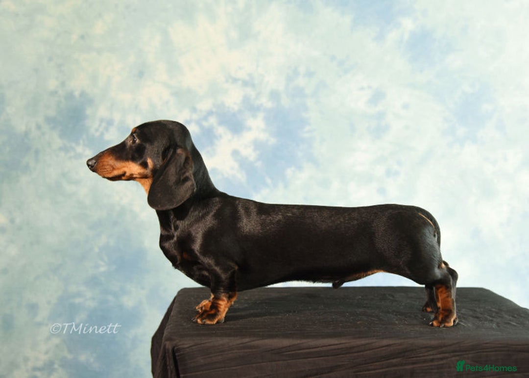 Miniature Dachshund dogs for sale: Litter of 8 mini smooth hair Daschund puppies  - Image 7