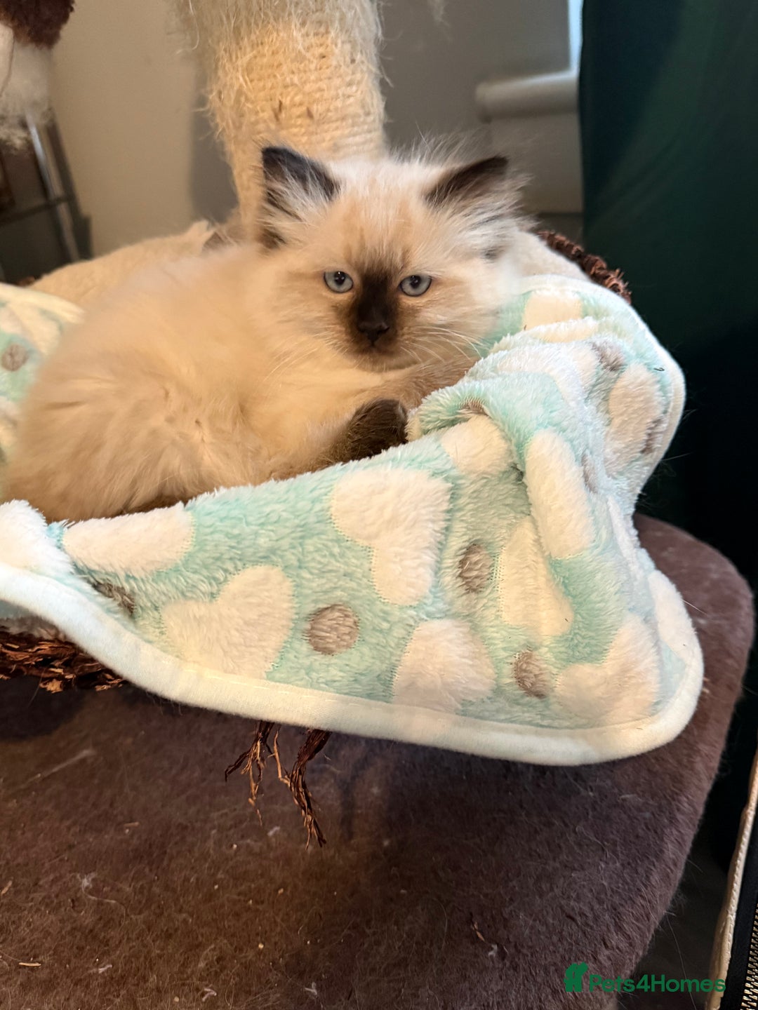 Ragdoll cats for sale: Ragdoll - Advert 3