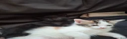 Mixed Breed cats for sale: 3 adorable little boys. in Mountain Ash - Advert 7
