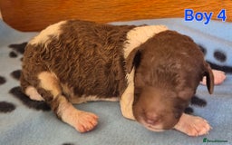 Standard Poodle dogs for sale: KC Reg Chocolate parti Standard Poodle puppies - Image 10