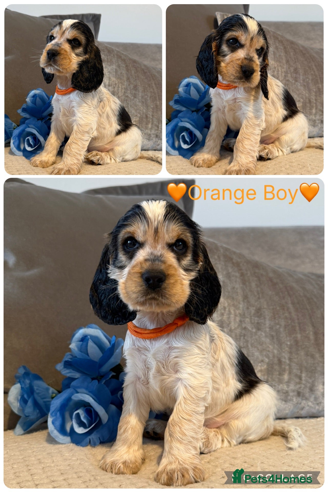 Cocker Spaniel dogs KC Registered Show Type Cocker Spaniel Puppies - Advert 1