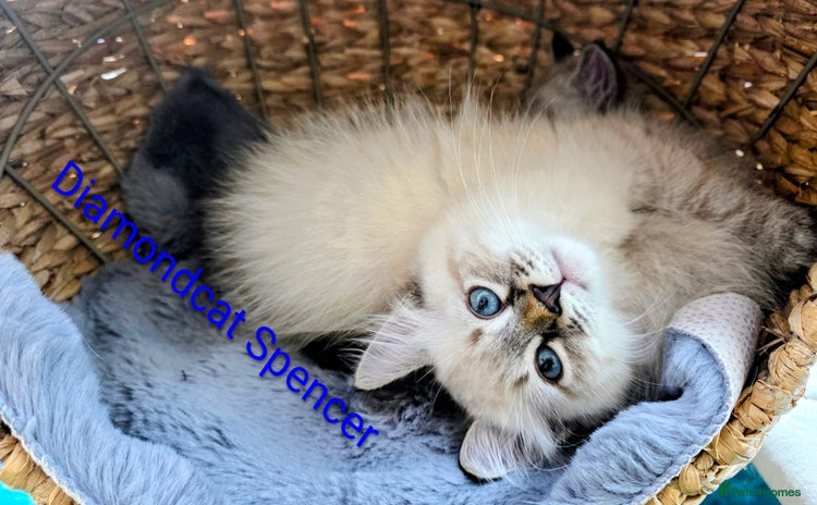 Siberian cats - Advert 15