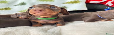 Miniature Dachshund Puppy 6
