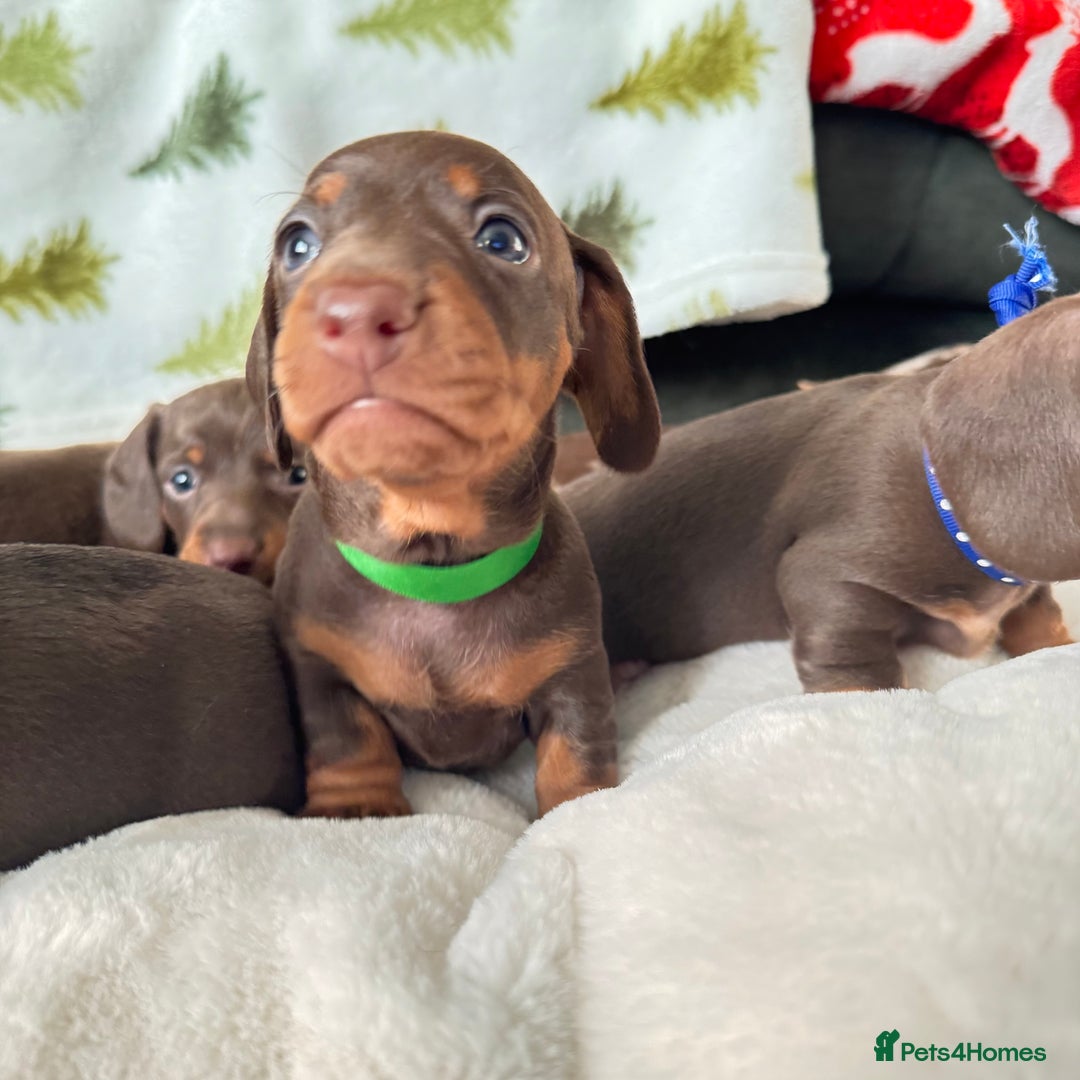 Miniature Dachshund dogs for sale: 6 KC registered miniature dachshund pupps  - Advert 22