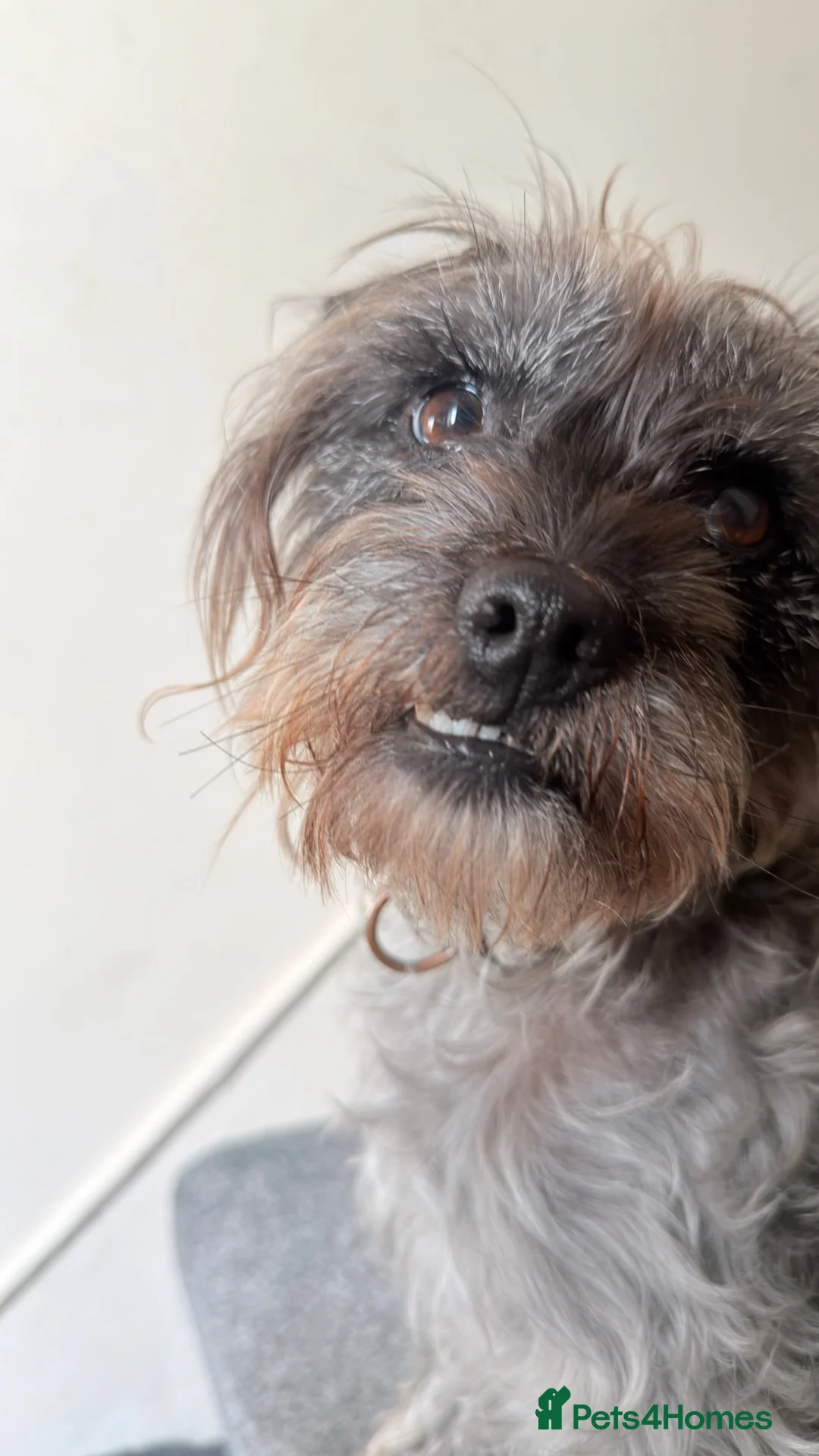 Mixed Breed dogs for sale: 4 year old Nel for rehoming  - Advert 7