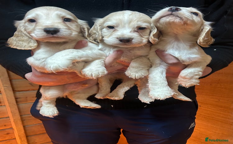 Cocker Spaniel dogs - Advert 15