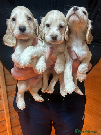 Cocker Spaniel dogs - Advert 5