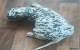 Dalmatian dogs for sale: Dalmatian Ready to home 1×girl 1× boy(£550)) - Image 21