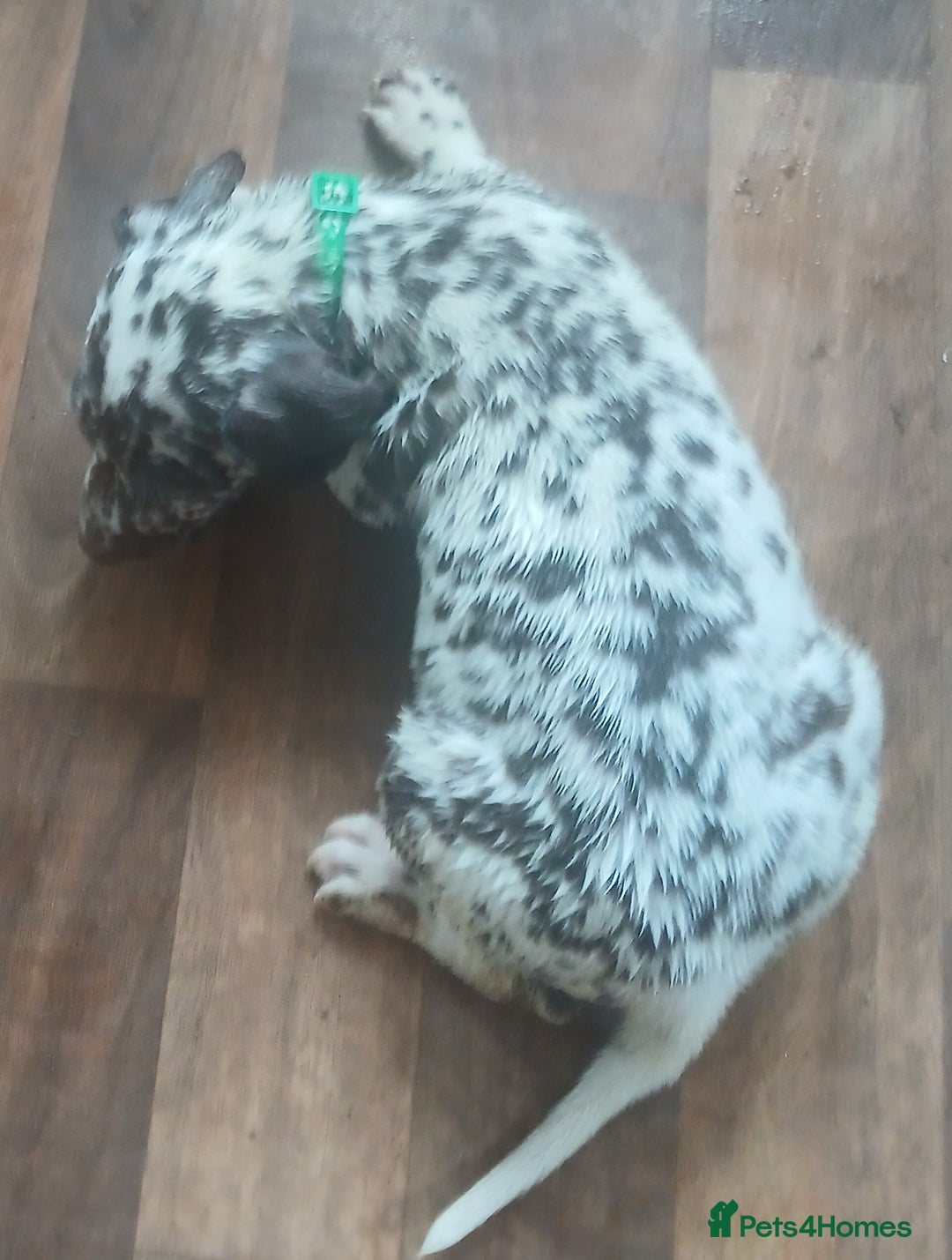 Dalmatian dogs for sale: Dalmatian Ready to home 1×girl 1× boy(£550)) - Image 21