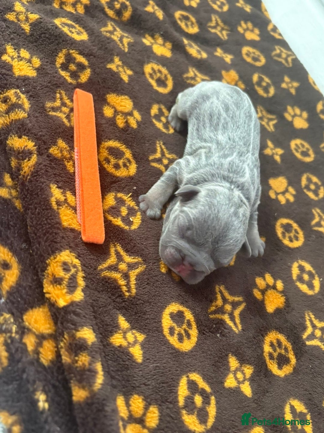 French Bulldog dogs for sale: French bulldog puppies  - Image 3