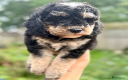 Cockapoo dogs for sale: ✨ Quality F2 Cockapoos ✨ Reputable Breeder  - Image 6