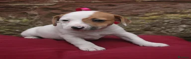 Jack Russell 3