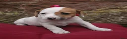 Jack Russell dogs for sale: Jack Russell puppies  - Advert 3