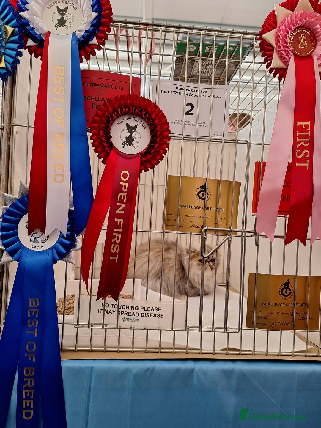 Persian cats for sale: Champion  titled female neutered persian  - Image 6