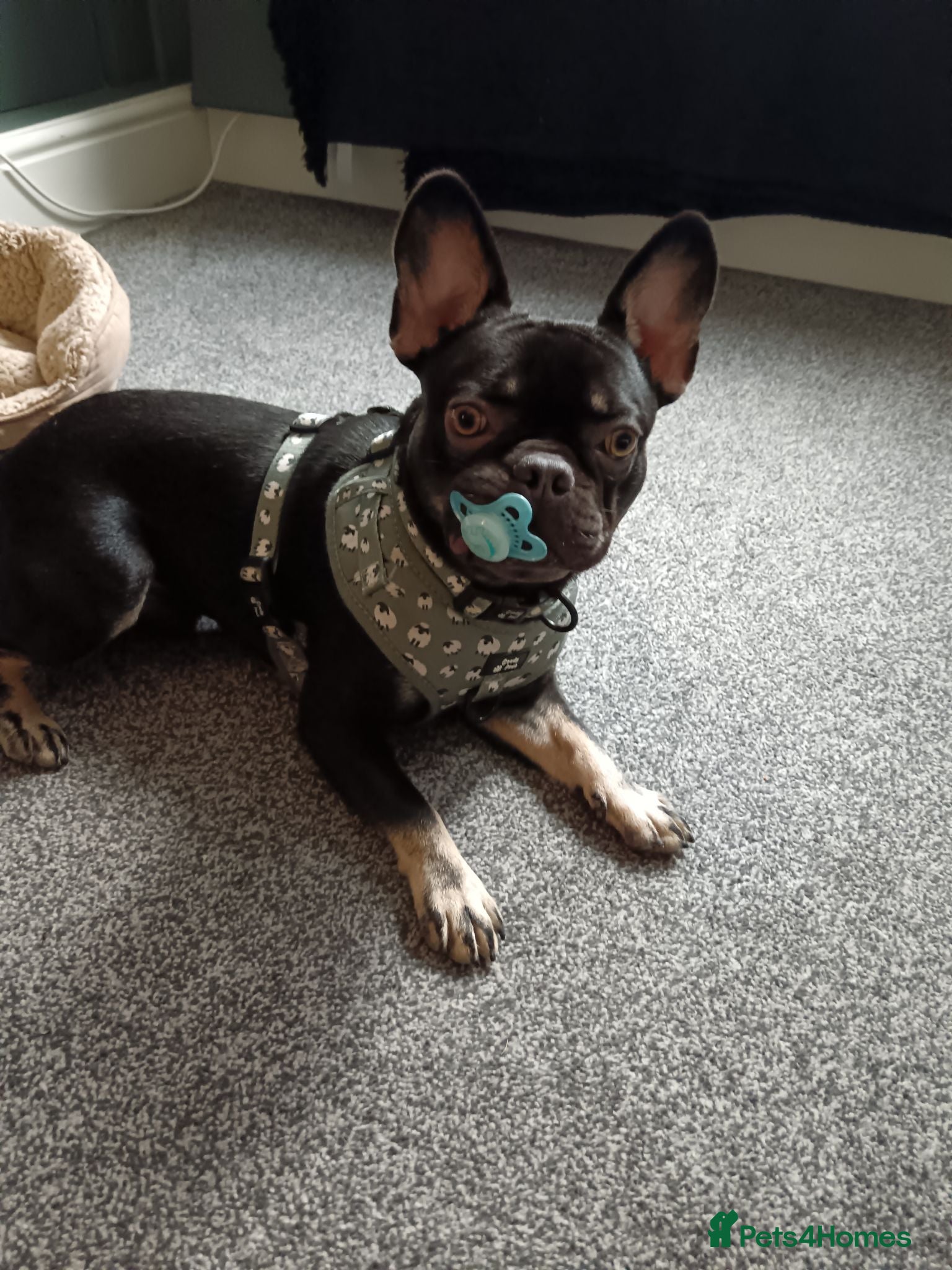 French Bulldog dogs Pedigree Black & Tan French Bulldog – 4 Years Old - Advert 5