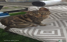 Bengal cats for sale: 5 females 1 male snow bengal kittens  - Image 2