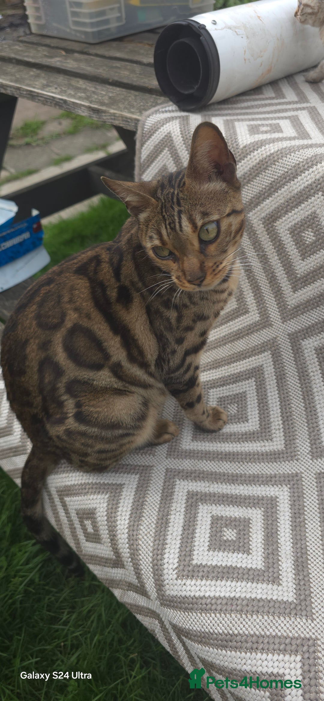 Bengal cats for sale: 5 females 1 male snow bengal kittens  - Image 2