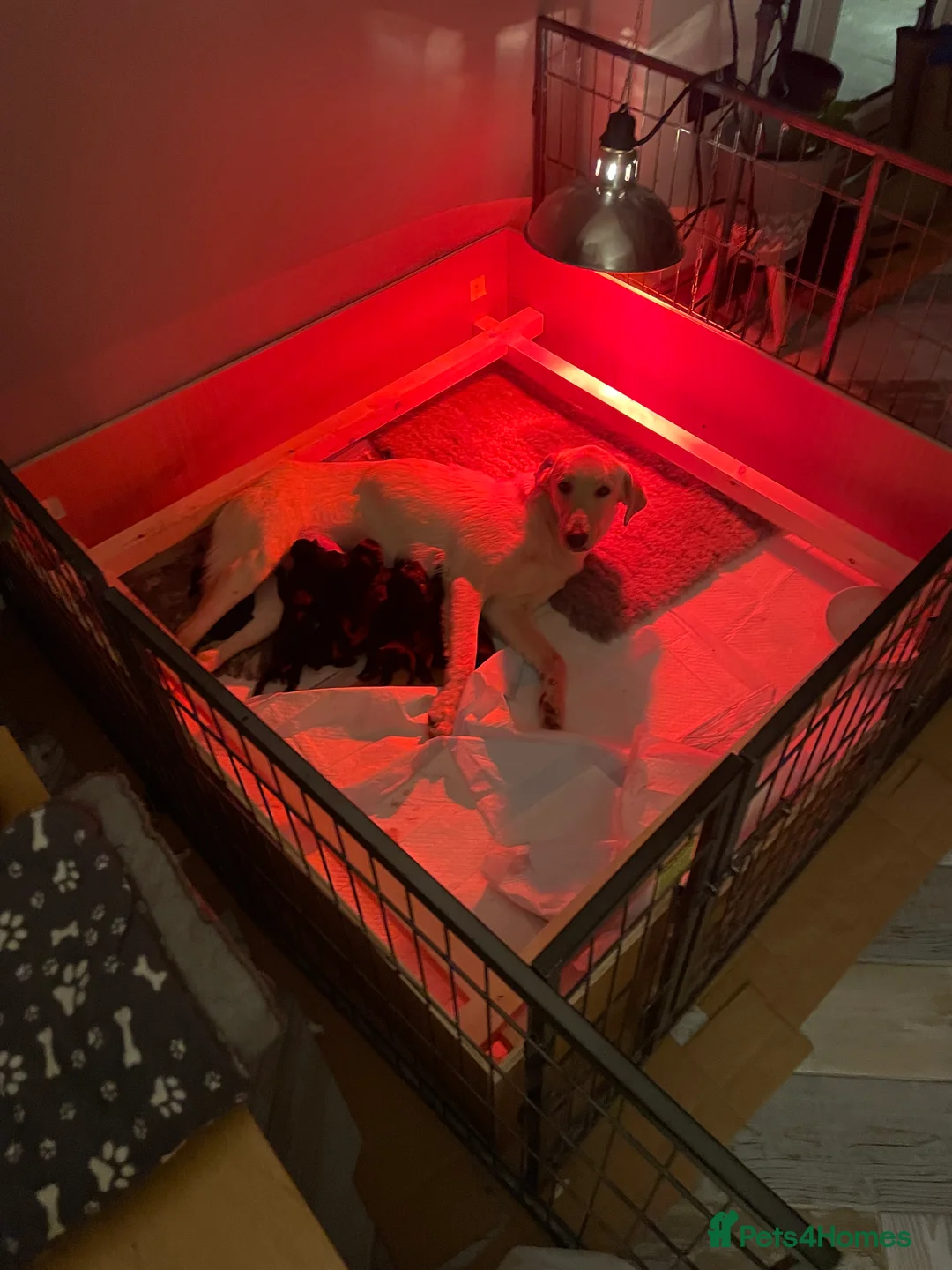 Labrador Retriever dogs for sale: Labrador puppies - Advert 1