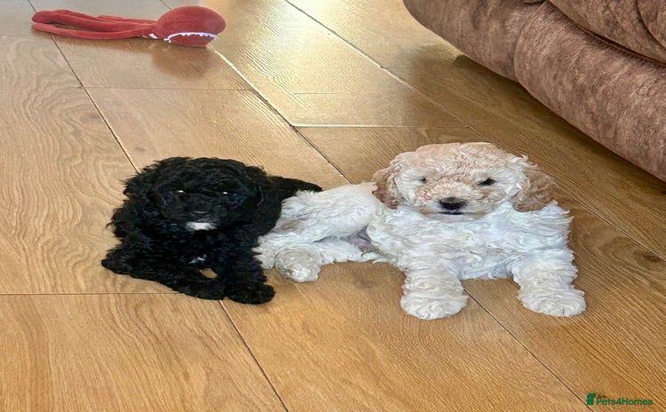 Cockapoo dogs - Advert 14