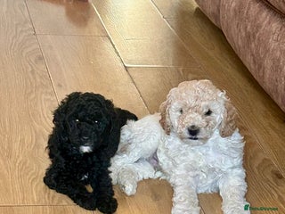 Cockapoo dogs - Advert 7
