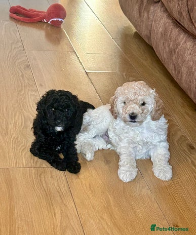 Cockapoo dogs - Advert 2