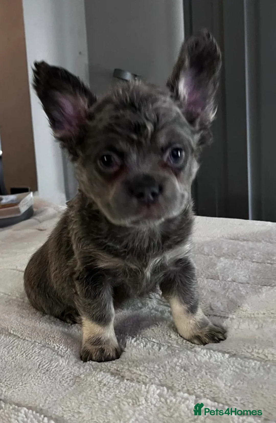French Bulldog dogs for sale: French Bulldog Floodle/Fluffy/Pink - Advert 2