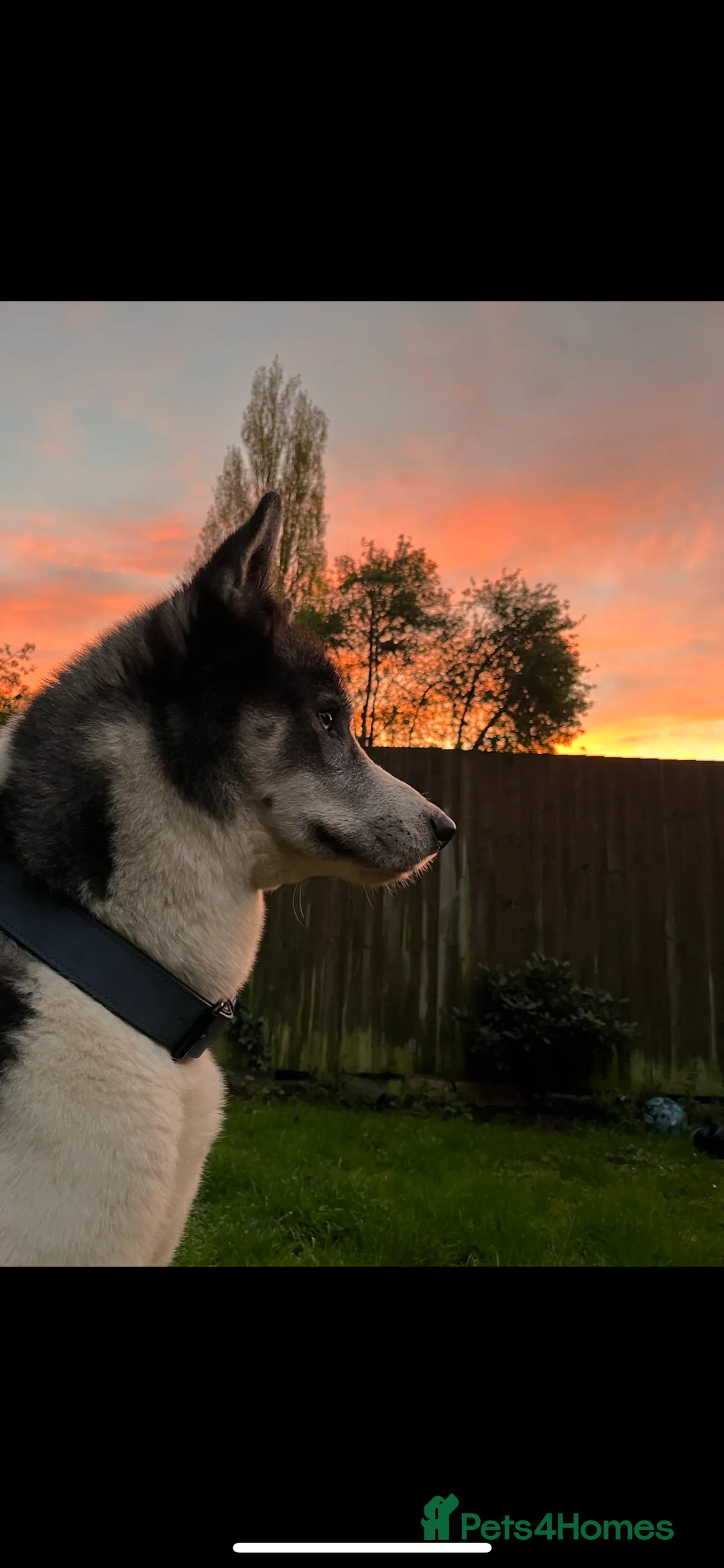 Siberian Husky dogs for stud: Pablo  in Birmingham - Advert 16