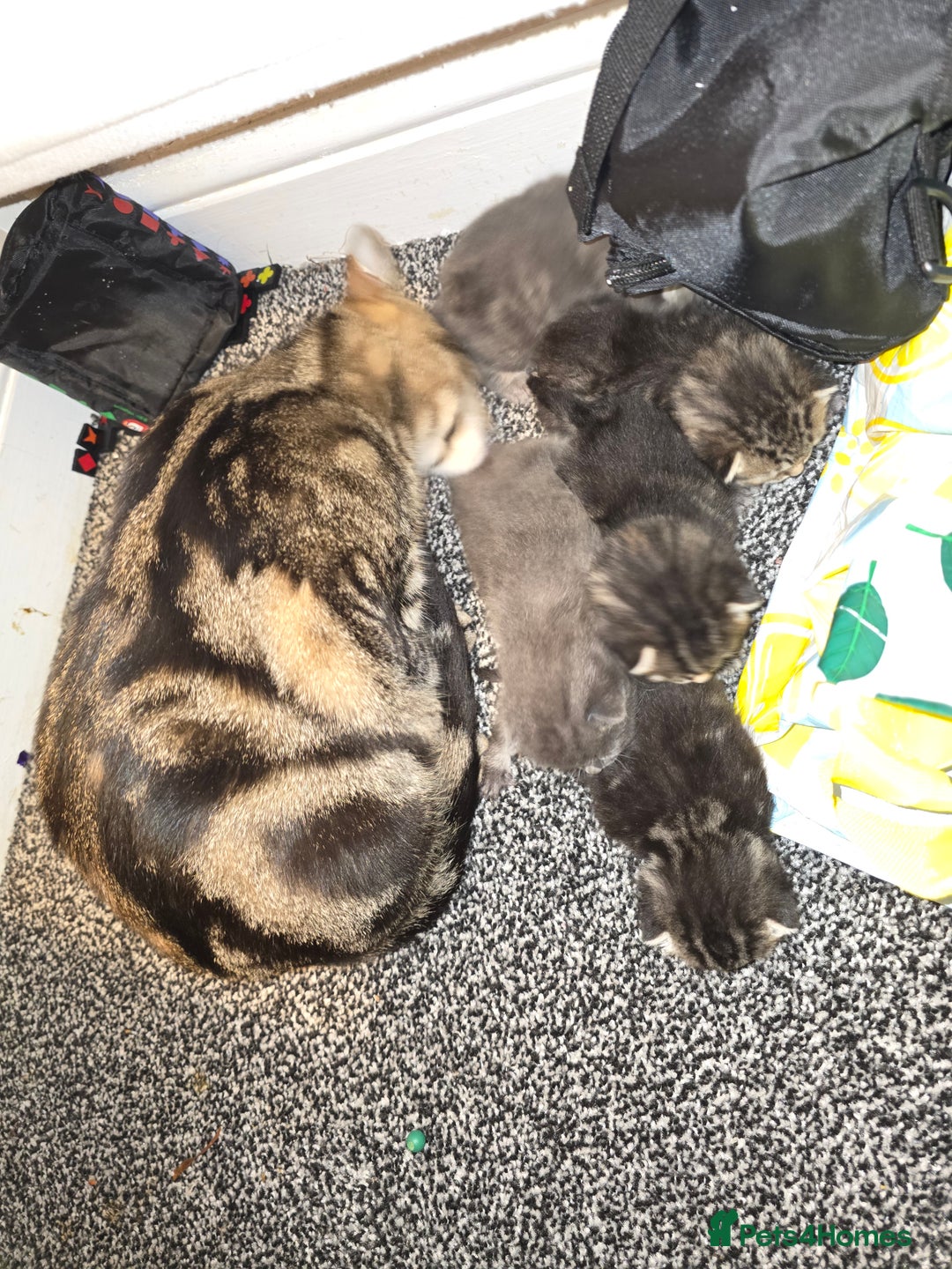 Mixed Breed cats for sale: Small mixed breed fluffy kittens - Advert 10