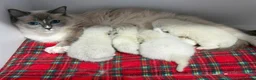 Ragdoll cats for sale: Beautiful RagDoll Kittens  - Advert 6