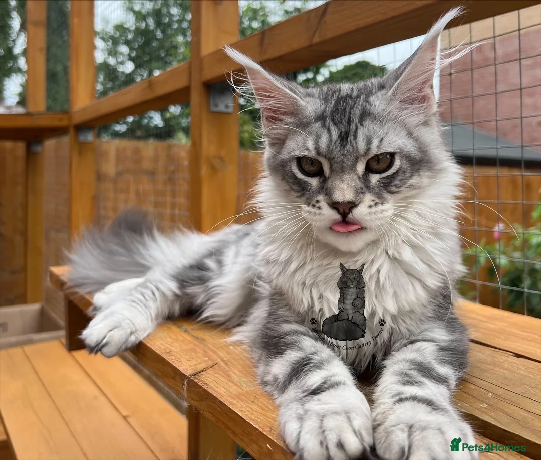 Maine Coon cats for sale: Female girl  Maine Coon kitten blue silver tabby  - Advert 2