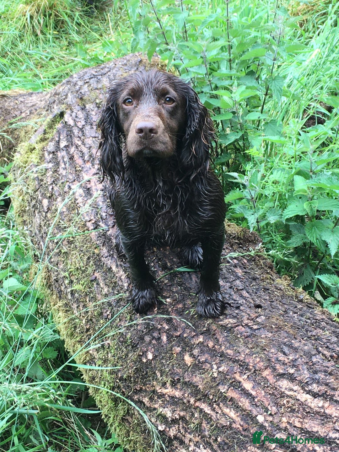 Cocker Spaniel dogs for sale: Stunning Chocolate KC cocker puppies - Advert 1