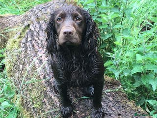 Cocker Spaniel dogs !Last girl! Stunning Chocolate KC cocker puppy - Advert 9