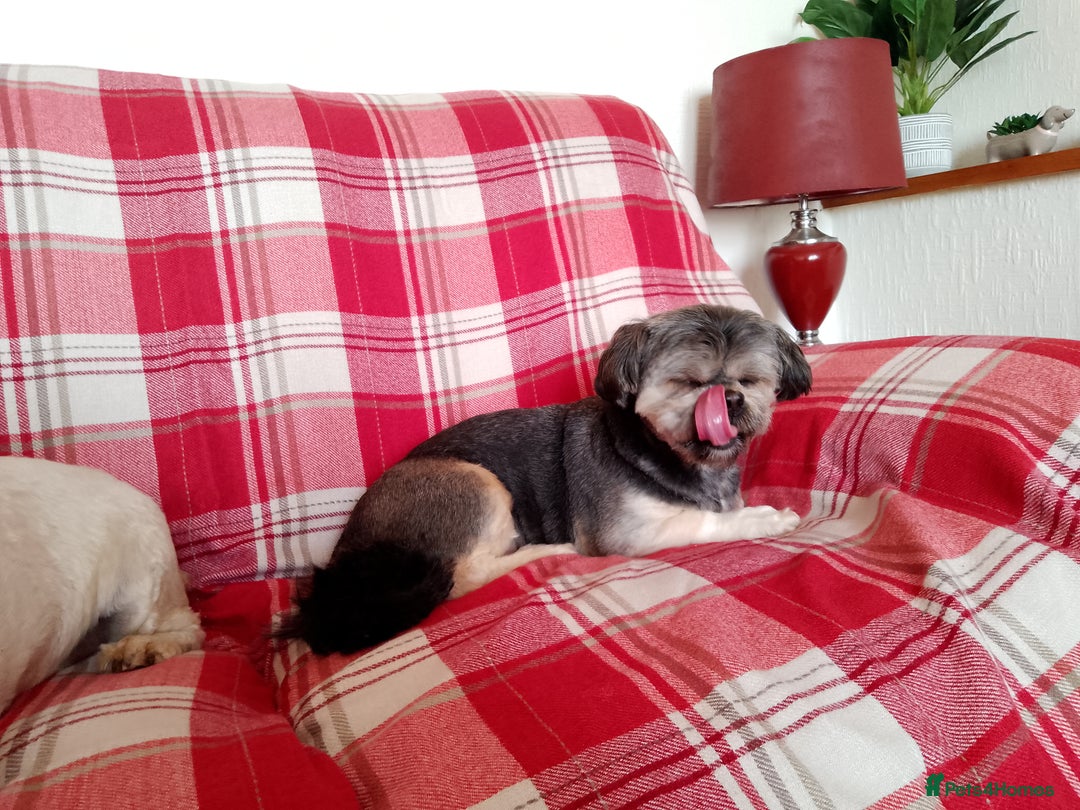 Lhasa Apso dogs for sale: Lhasa Apso 4 year old Bitch - Image 4