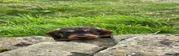 Dachshund dogs for sale: Beautiful wired haired dachshund for sale  - Advert 2