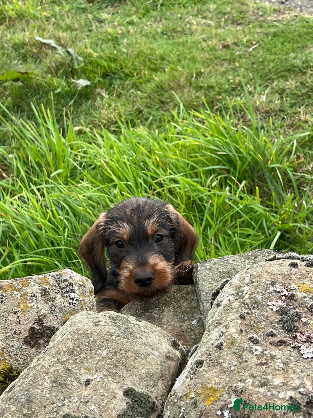 Dachshund dogs for sale: Beautiful wired haired dachshund for sale  - Advert 2