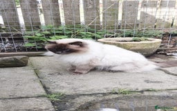 Ragdoll cats for sale: Blue Point Ragdoll Kittens for sale   - Image 23