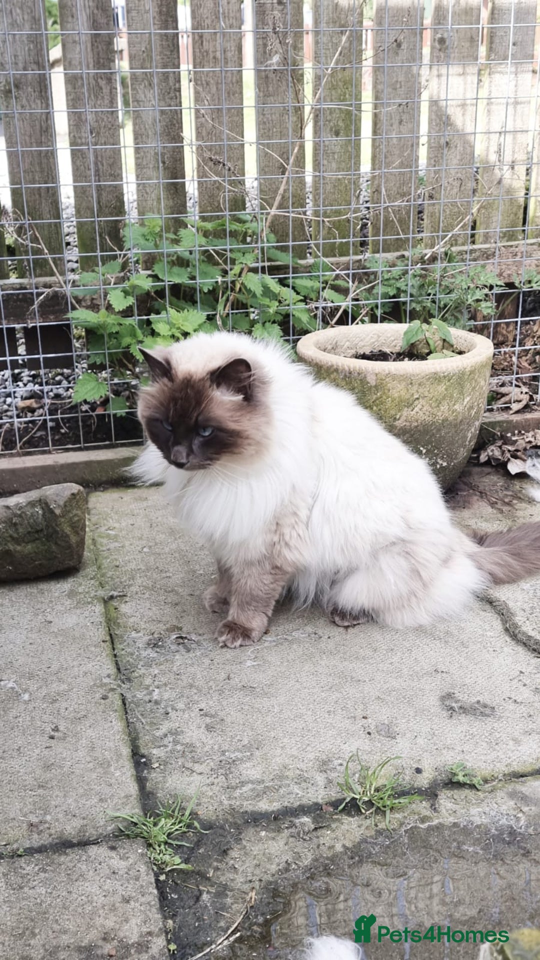 Ragdoll cats for sale: Blue Point Ragdoll Kittens for sale   - Image 23