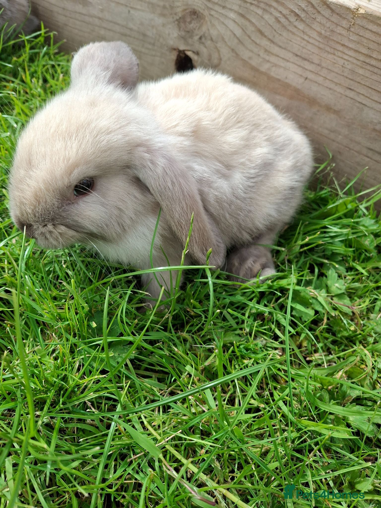Mini Lop rabbits Friendly Baby Minilops - Advert 2