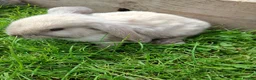 Mini Lop rabbits for sale: Friendly Baby Minilops - Advert 2
