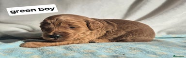 Labradoodle Puppy 1