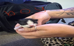 Mixed Breed cats for sale: Black and white kittens  - Image 3