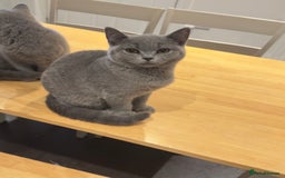 British Shorthair cats for sale: Gorgeous British Shorthair Kittens Chunky, Loving  - Image 19
