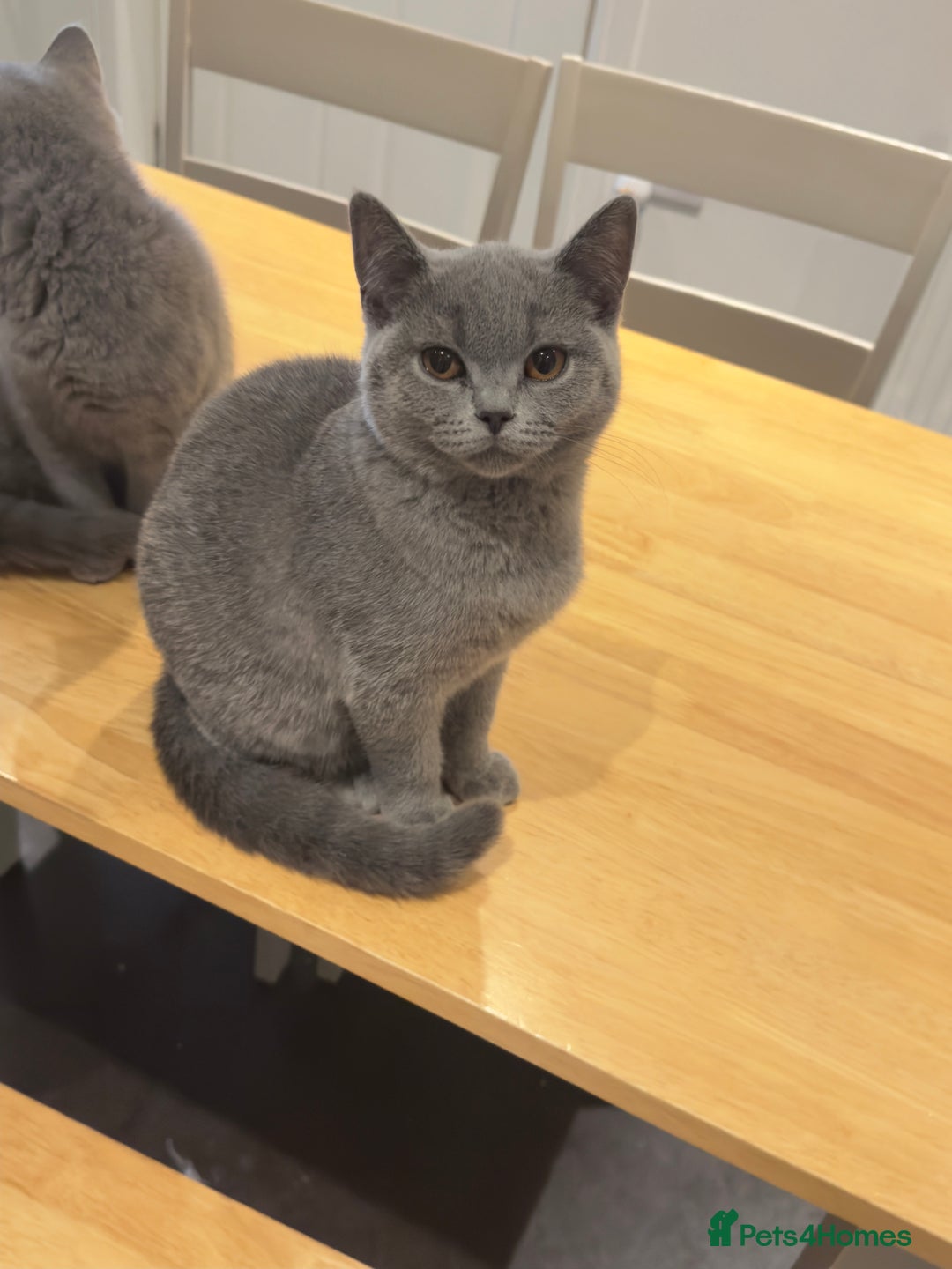 British Shorthair cats for sale: Gorgeous British Shorthair Kittens Chunky, Loving  - Image 19