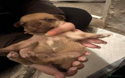 Chihuahua dogs for sale: Chihuahua girl pups  - Image 5