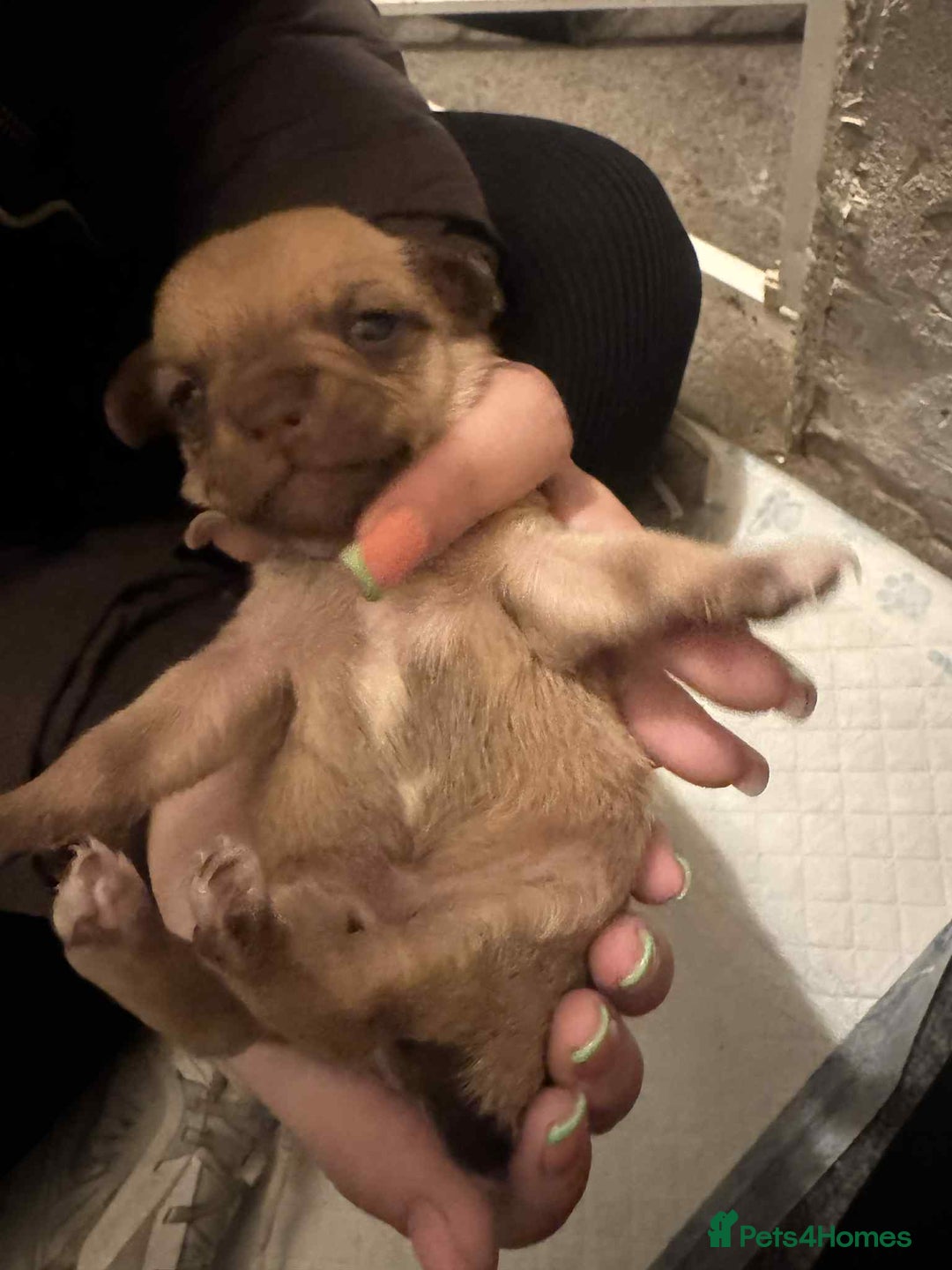 Chihuahua dogs for sale: Chihuahua girl pups  - Image 5