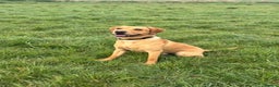 Labrador Retriever dogs for sale: YOUNG RED LABRADOR DOG NEEDS HOME  - Advert 1