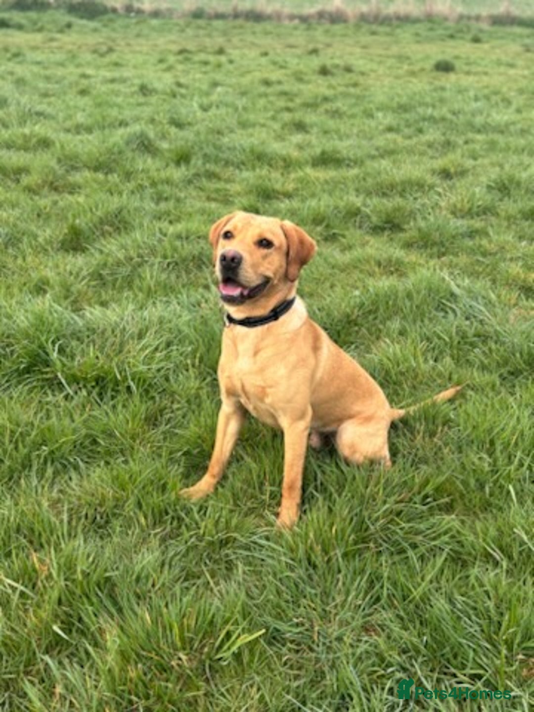 Labrador Retriever dogs for sale: YOUNG RED LABRADOR DOG NEEDS HOME  - Advert 1