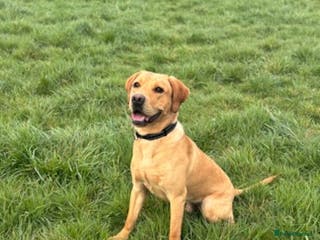 Labrador Retriever dogs YOUNG RED LABRADOR DOG NEEDS HOME - Advert 1